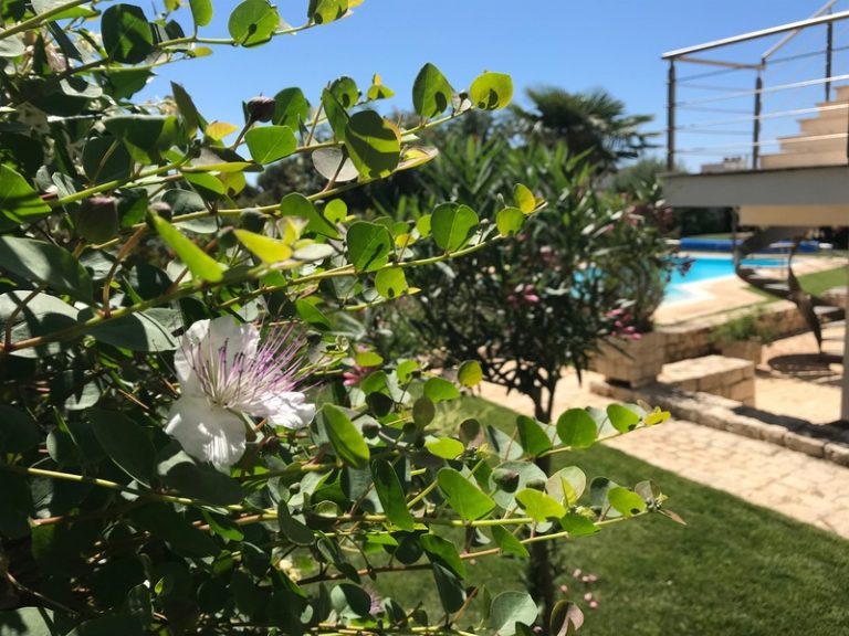 Among the Mediterranean orchid scent