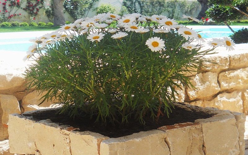 Offerta speciale last minute in piscina d’acqua salata in sicilia a 100 metri dalla spiaggia di Donnalucata con lo sconto del 20% all inclusive